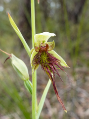 Calochilus paludosus