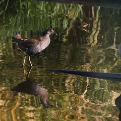 Gallinula chloropus