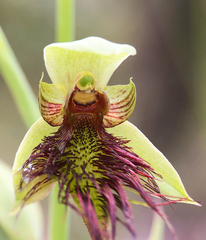 Calochilus paludosus