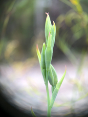 Calochilus paludosus