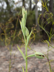 Calochilus paludosus