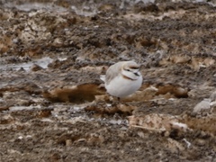 Charadrius pallidus