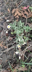 Anthemis ruthenica
