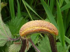Puccinia urticata