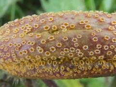 Puccinia urticata