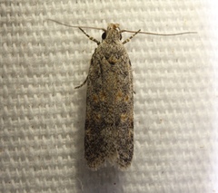 Gelechiini