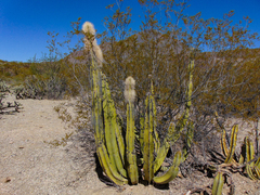 Lophocereus schottii