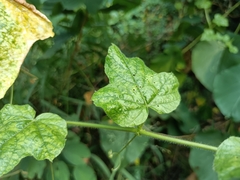 Passiflora vesicaria