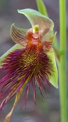 Calochilus paludosus