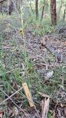 Calochilus paludosus