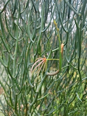 Acacia aphylla