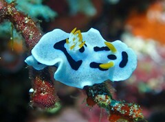 Chromodoris alcalai