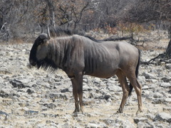 Connochaetes taurinus taurinus