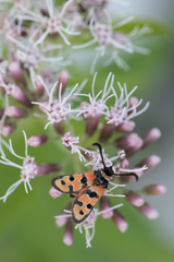 Zygaena fausta