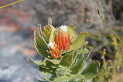 Leucospermum oleifolium