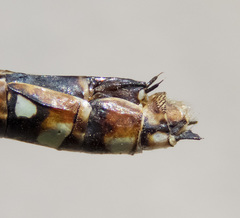 Aeshna interrupta