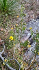 Gompholobium grandiflorum