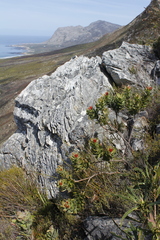 Leucospermum oleifolium