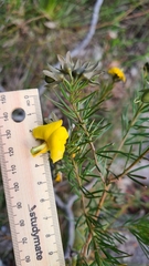 Gompholobium grandiflorum