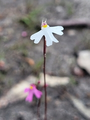 Utricularia multifida