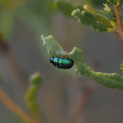 Chrysomelidae