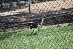 Threskiornis spinicollis