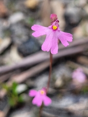 Utricularia multifida