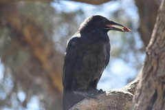 Corvus coronoides perplexus