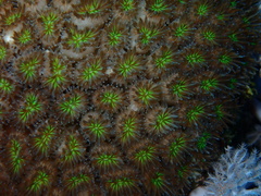 Galaxea fascicularis