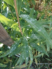 Golovinomyces cichoracearum