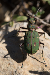 Cicindela campestris