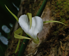 Brassavola nodosa
