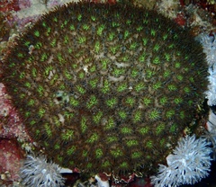 Galaxea fascicularis