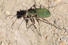 Cicindela campestris