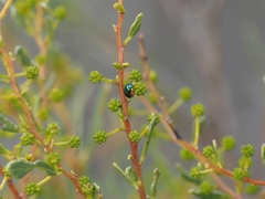 Chrysomelidae