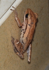 Polypedates leucomystax
