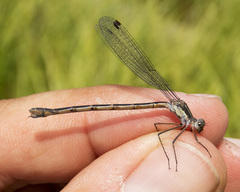 Lestes disjunctus
