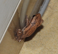 Polypedates leucomystax