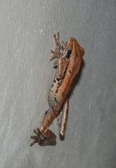 Polypedates leucomystax