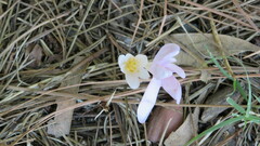 Colchicum umbrosum