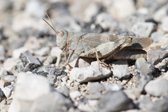 Oedipoda germanica