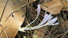 Colchicum umbrosum