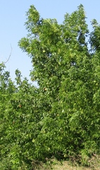 Pyrus communis communis