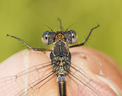 Lestes disjunctus