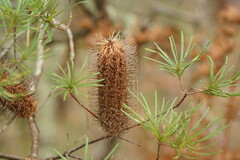 Banksia cunninghamii