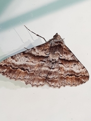 Gastrinodes bitaeniaria