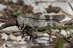 Oedipoda germanica