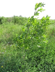 Fraxinus pennsylvanica lanceolata