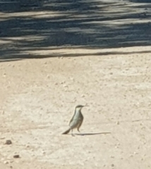 Gavicalis virescens