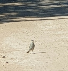 Gavicalis virescens